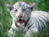 Схема вышивки «Детеныш белого тигра»