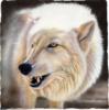 Схема вышивки «Полярный волк»