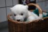 Схема вышивки «Polar Bear Cub in a Basket»