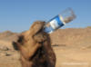 Схема вышивки «A Thirsty Camel»
