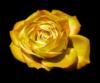 Golden Rose: оригинал