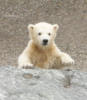 Схема вышивки «Polar Bear Cub in Water»