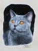 Схема вышивки «Портрет кота»