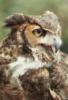 Схема вышивки «Great Horned Owl»