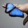 Схема вышивки «Бабочка на руке»