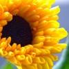 Схема вышивки «Солнечный цветок»