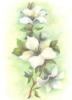 Белые цветы: оригинал