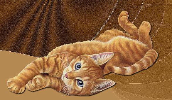 , киса.кошки, животные