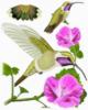 Схема вышивки &laquo;Колибри&raquo;
