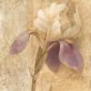 Flower Decoration - Iris: оригинал
