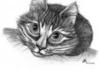 Схема вышивки &laquo;Черно-белый кот&raquo;