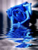 Blue-rose: оригинал
