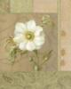 Схема вышивки «White Anemone»