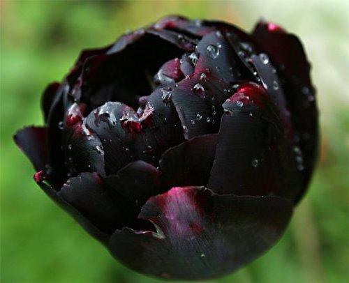 Черный тюльпан, цветок, тюльпан