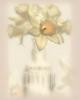 Схема вышивки «Flower Decoration - Daffodil»