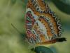 Схема вышивки «Тропическая бабочка»