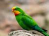 Схема вышивки «Зеленый попугайчик»