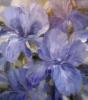 Blue Blossom: оригинал