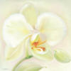 Схема вышивки «Whimsical Orchids - Trio»