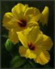 Yellow hibiscuslg: оригинал