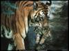 Тигрица с детенышем: оригинал