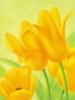 Схема вышивки «Yellow Tulips»