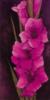 Purple Gladiolus: оригинал