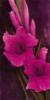 Purple Gladiolus: оригинал