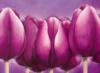 Purple Tulips: оригинал