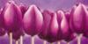 Схема вышивки «Purple Tulips»