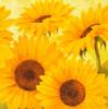 Happy Sunflowers: оригинал