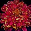 Схема вышивки «Bright Chrysanthemum»