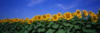 Blue Panoramic Sunflower Field: оригинал