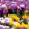 крокусы цветут: предпросмотр