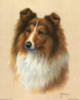 Схема вышивки &laquo;Sheltie&raquo;