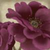 Purple Blossom: оригинал