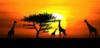 Схема вышивки «Giraffes at Sunset»