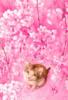 Схема вышивки «Киса в розовом цвете»