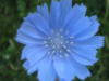Схема вышивки «Голубой цветочек»
