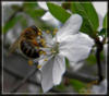 Пчелка на цветке: оригинал