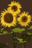 Yellow Sunflowers: оригинал
