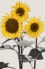 Схема вышивки «Yellow Sunflowers»