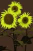 Yellow Sunflowers: оригинал