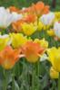 Схема вышивки &laquo;Тюльпаны&raquo;