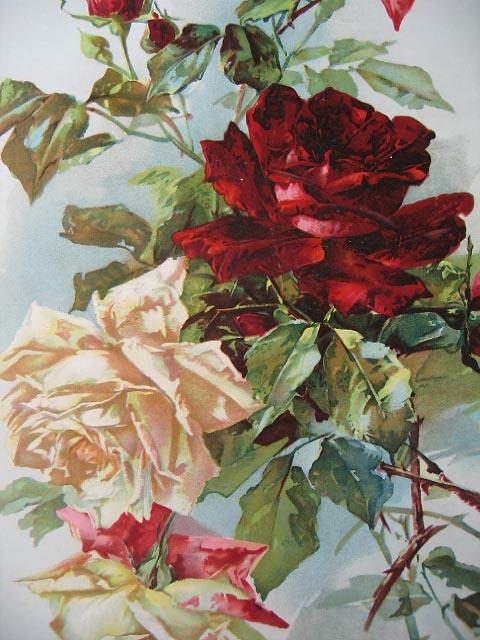 Розы автор. Roses Автор.