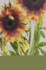 Colorful Summer - Sunflowers: оригинал