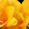 Схема вышивки «Yellow Flowers - Duo Right»