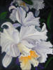 Белые орхидеи: оригинал