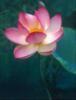 Beautiful lotus: оригинал