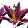 Purple Lilies - Triptych Center: оригинал